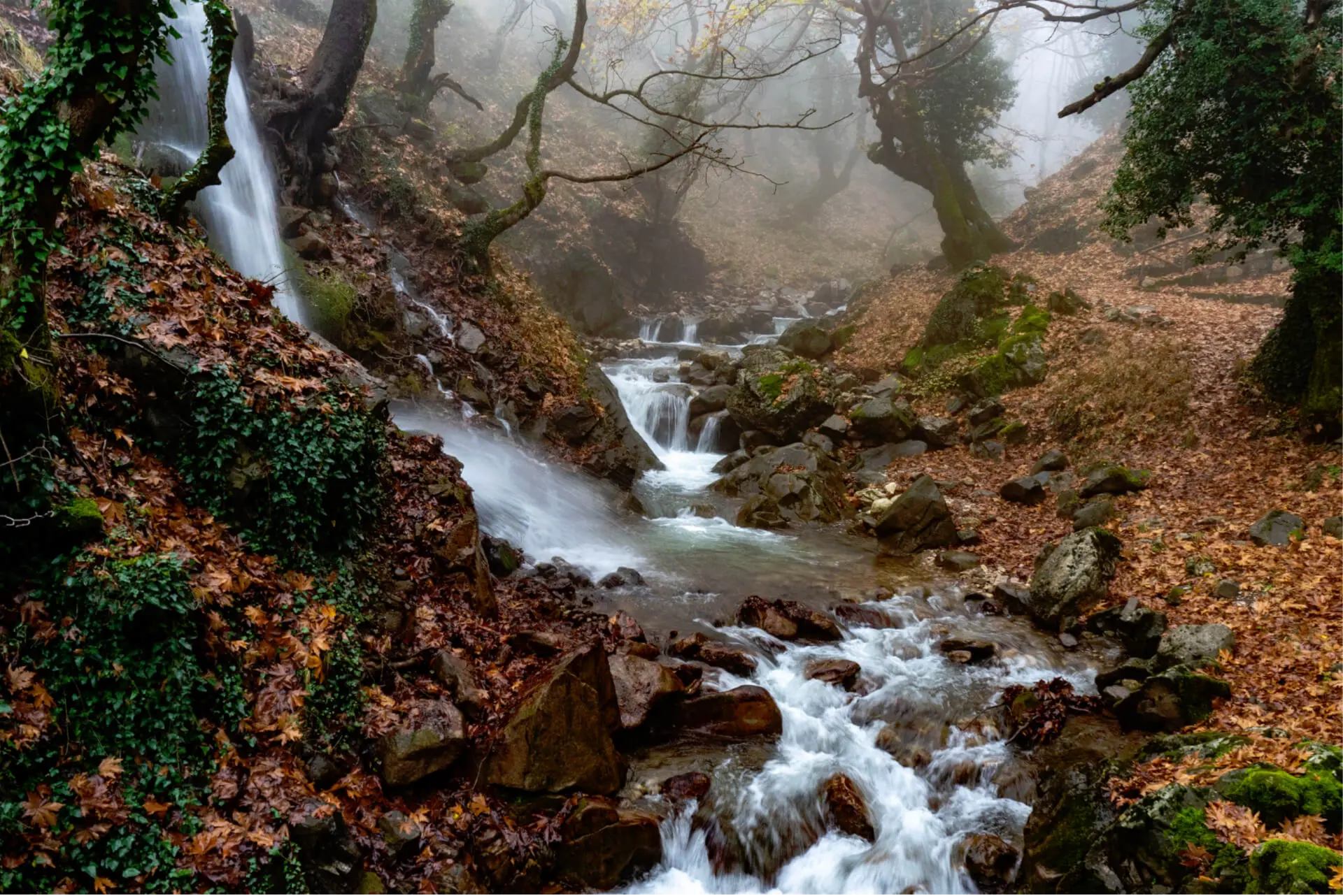 Water in the forest