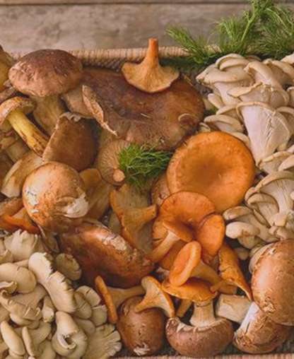 Foraged from the mountain